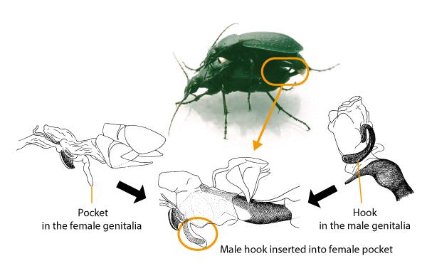 Harassing Females Lowers Reproduction Rates and Reduces Population Size