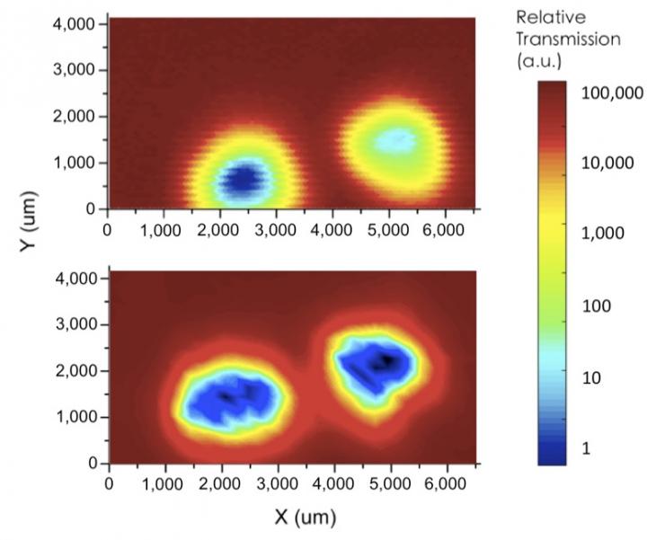 Figure 3: Visualization of the Interior of Mouse Tails