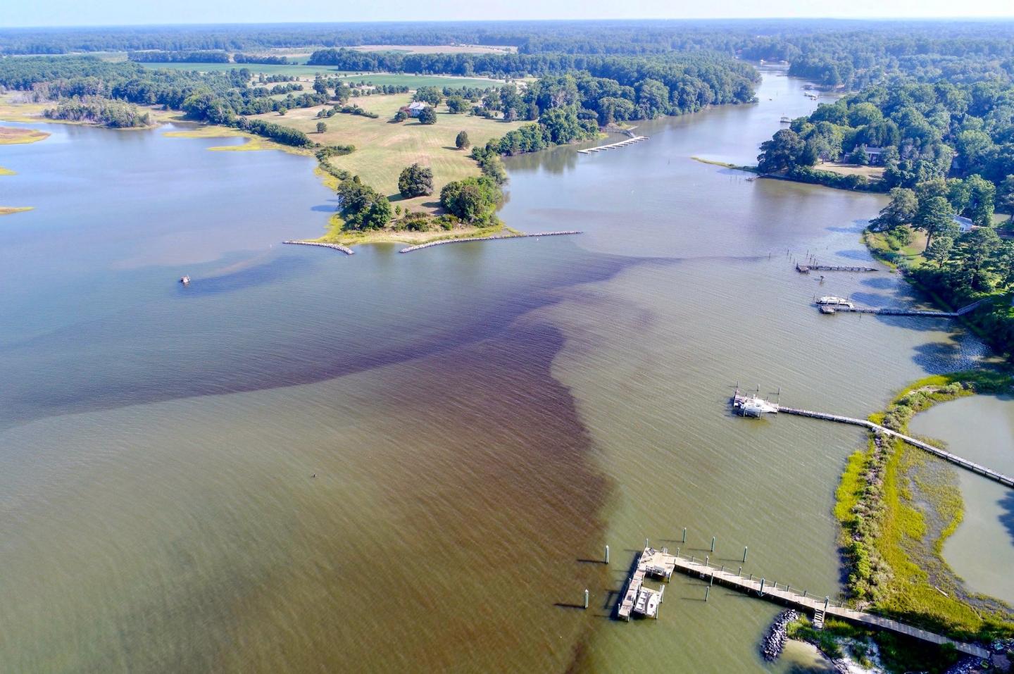 Timberneck Creek Bloom