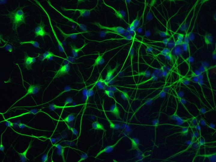 A Population of Neurons Made of Human Embryonic Stem Cells