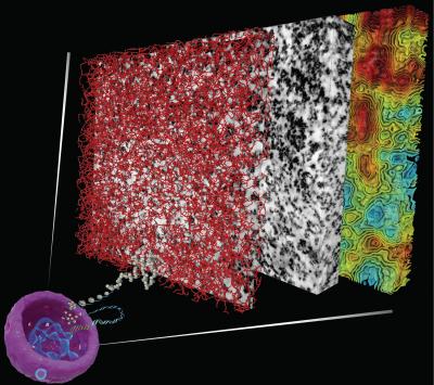 Salk Scientists Reveal 3-D Genome for First Time