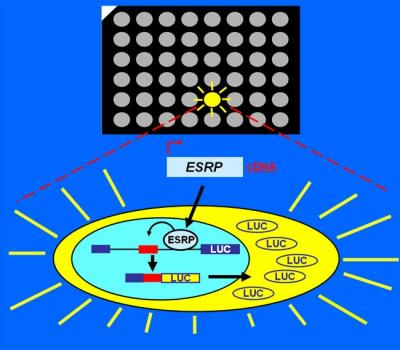 Master Molecular Switch