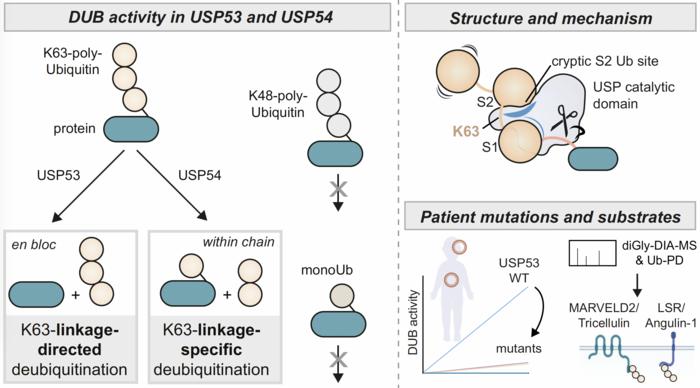 Mechanisms of deubiquitinases USP53 and USP54