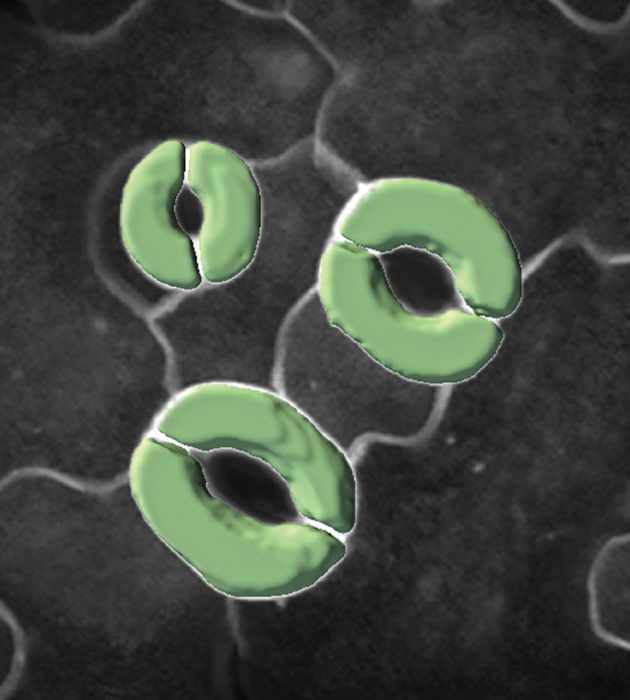 3D image of stomatal guard cells segmented by 3D CellNet