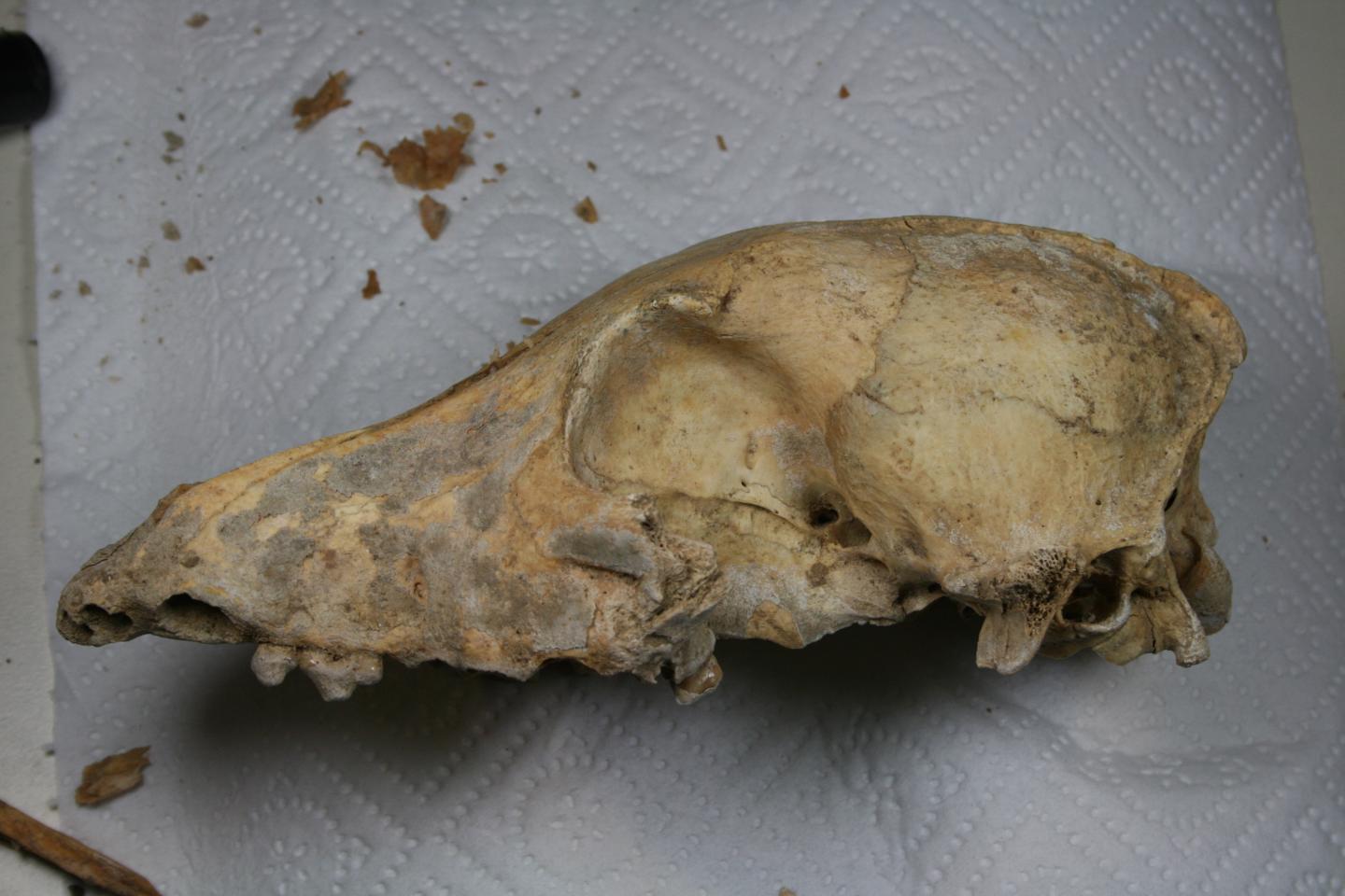 Skull of Neolithic Dog in the Lab
