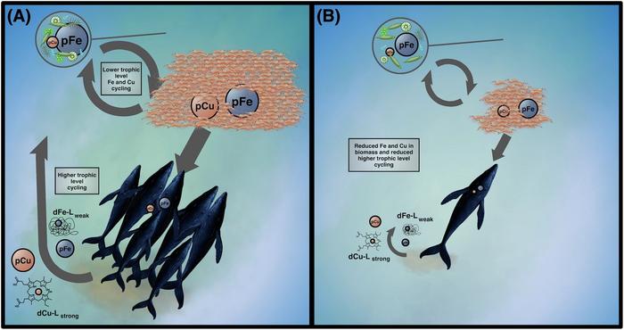 Whales Trace Metals Figure