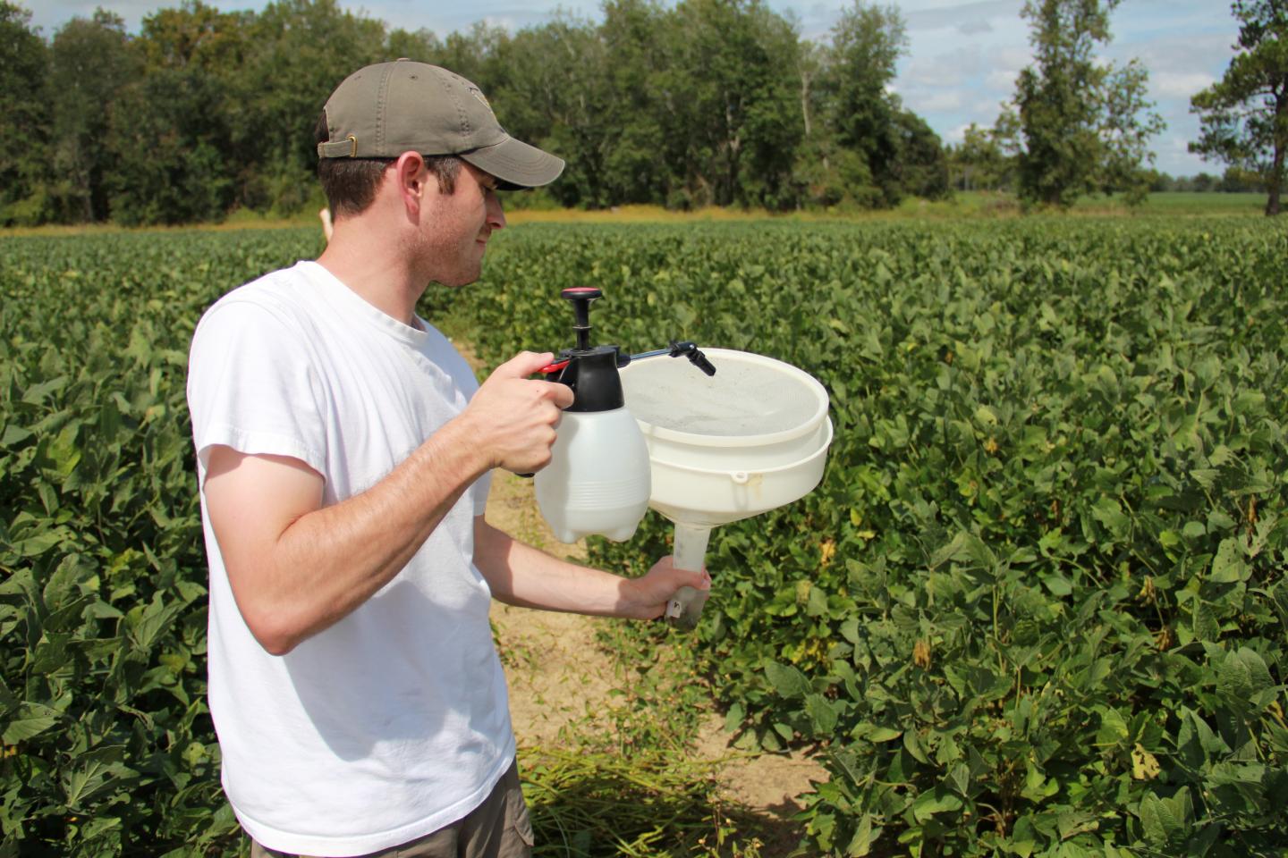 Kudzu Bug Collection