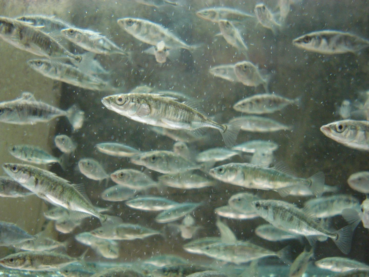 Three-Spined Sticklebacks