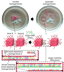 Self-disassembly of hydrogel blocks