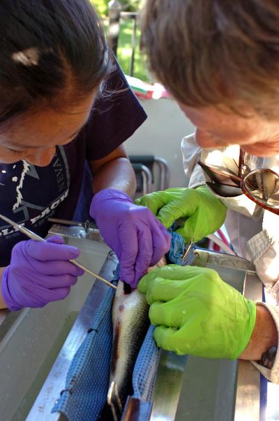 Implanting Transmitter in Warm-water Invasive Fish at Lake Tahoe