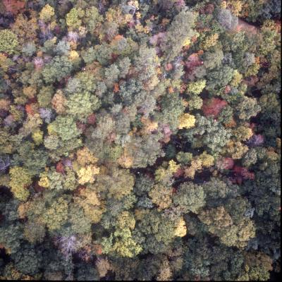 Trees are Vulnerable to Climate Change