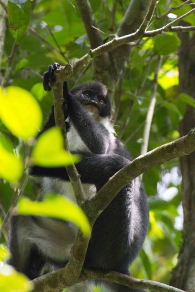 Grizzled Langur (2 of 3)