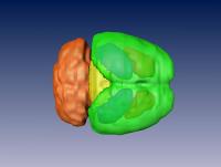 Mouse Brain, 3-D Reconstruction