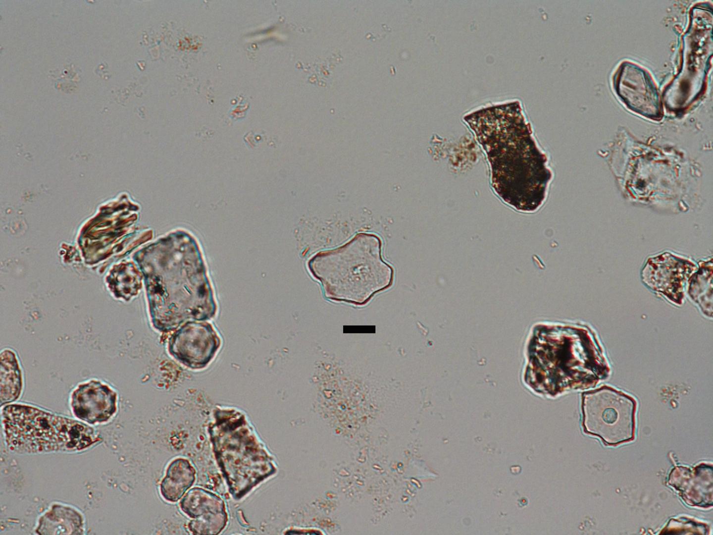 New Vegetation Record Syncs With Cenozoic Climate Record (9 of 11)