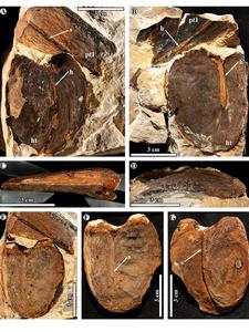 Giant bean fossils