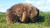 A Wombat with Sarcoptic Mange