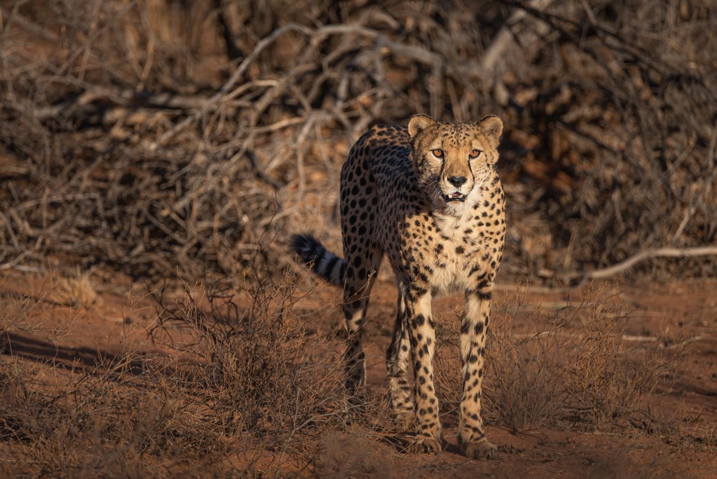 Cheetah in central Namibia