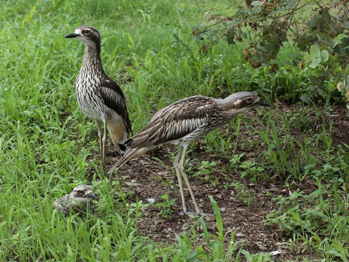 Biding Time Could Improve Conservation Outcomes