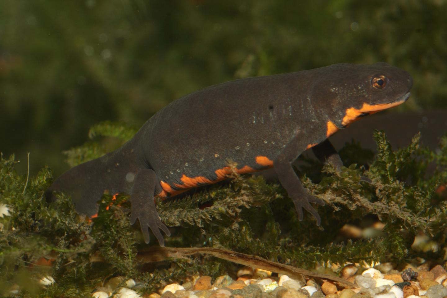 Asian Fungus Threatens World's Salamanders and Newts (4 of 6)