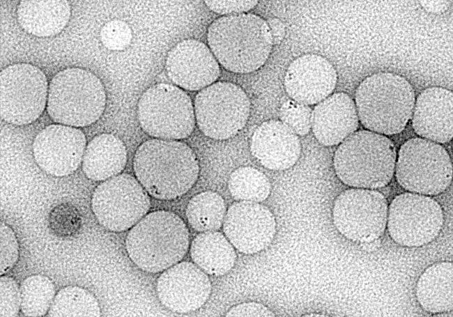 Promising Encapsulated Nanoparticles