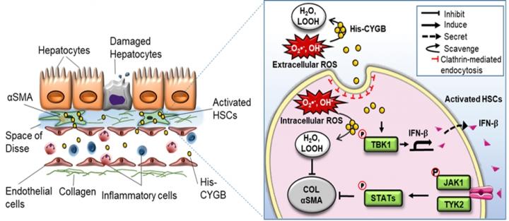 His-CYGB deactivates HSCs and inhibits liver fibrosis