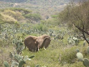 African Savannah Elephant