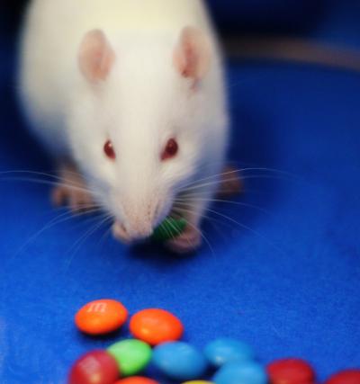 Extracellular Enkephalin Levels Surged When Rats Began To Eat M&Ms