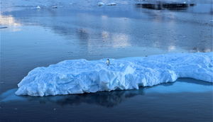 Current Antarctic conservation efforts are insufficient to avoid biodiversity declines