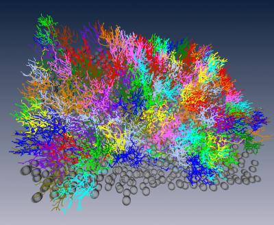 The Brain's Connectome -- From Branch to Branch (2 of 2)