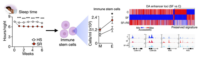 Insufficient Sleep and the Impact on Immune Stem Cells