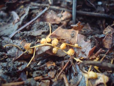 Rhizobia Root Nodule