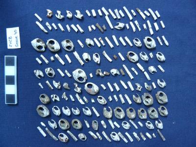 Shell Beads that Formed a Necklace, from a Neolithic House Burial at Boncuklu, Turkey