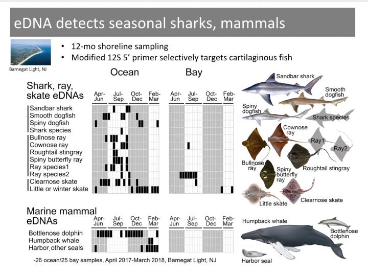 Seasonal Sharks, Mammals Detected by eDNA Shoreline Testing, New Jersey