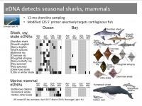 Seasonal Sharks, Mammals Detected by eDNA Shoreline Testing, New Jersey