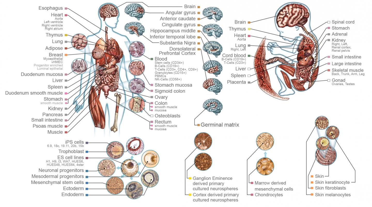 Reference Epigenomes