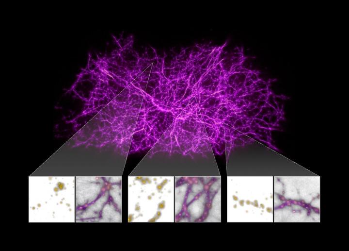 Map of the Cosmic Web Generated from Slime Mould Algorithm