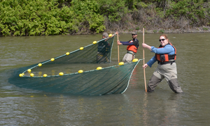 Sampling juvenile salmon