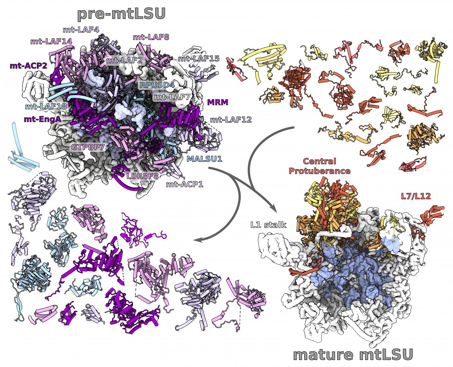 The formation of mitoribosome