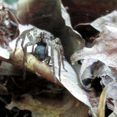 Wolf Spider Eating a Toad