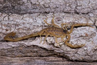 <em>Centruroides Vittatus</em>