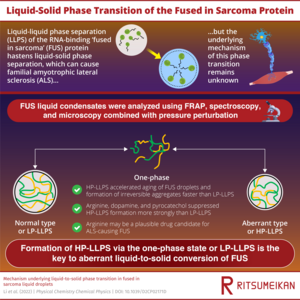 Fused in sarcoma undergoes cold denaturation: Implications on phase  separation