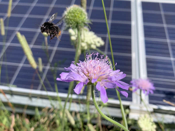 Bumble bee in UK solar park (2). Credit Hollie Blaydes.