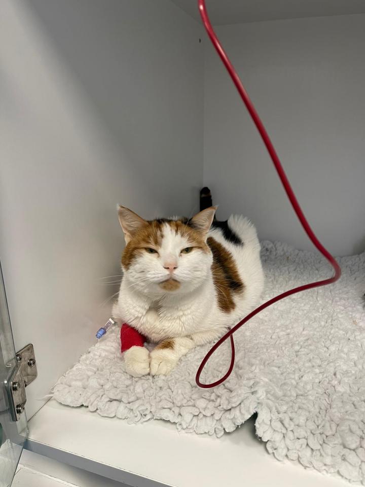 Blood transfusions in cats A precious resour EurekAlert!