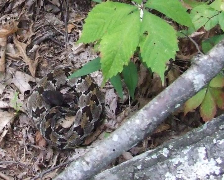 Timber Rattlesnake