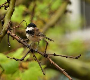 Coal tit, a species linked to land-sharing urban development / Mario Díaz.