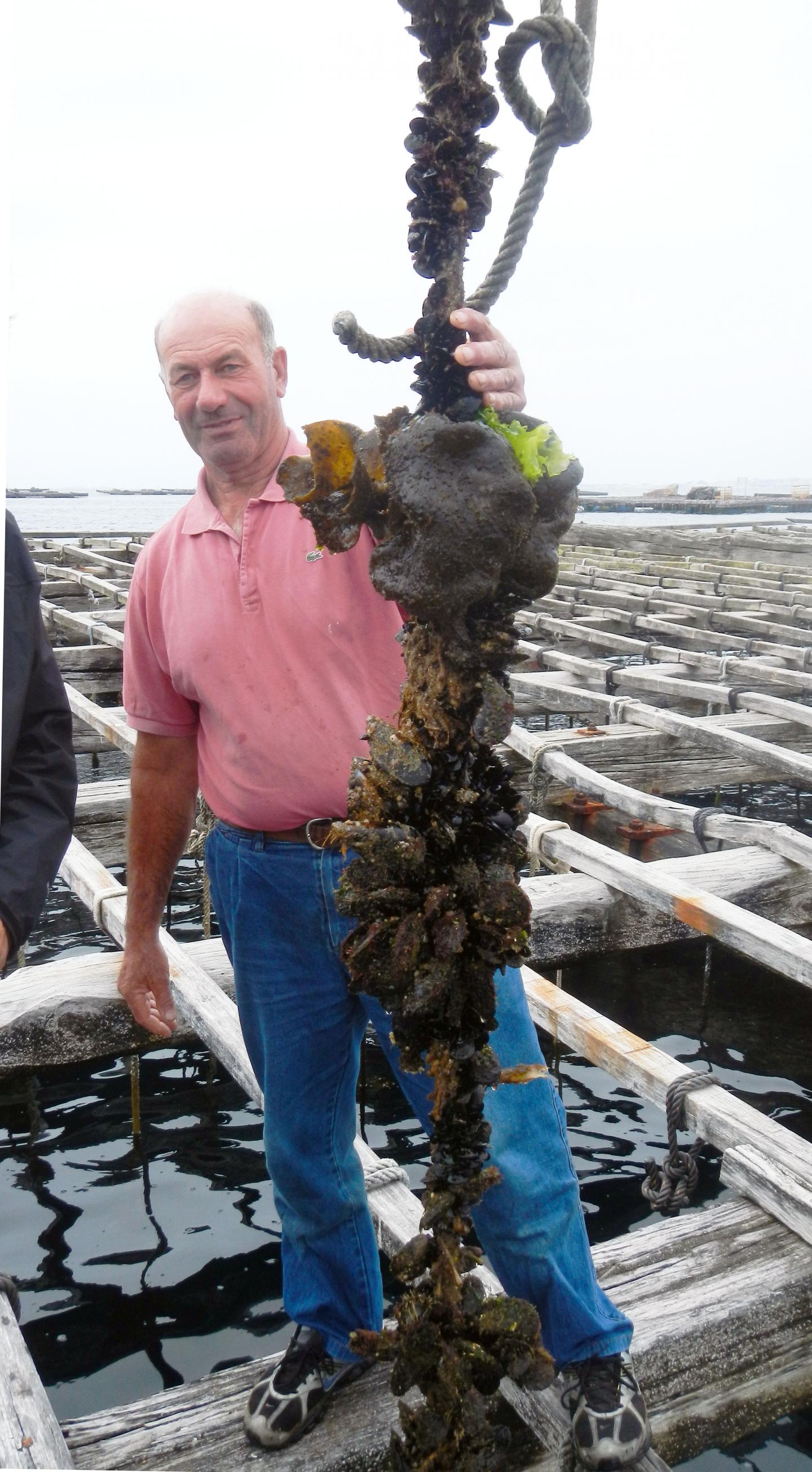 A Mussel Farmer