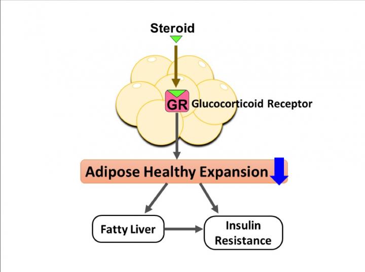 Figure: Steroids Act on Adipocyte Glucocorticoid Receptors (GRs)