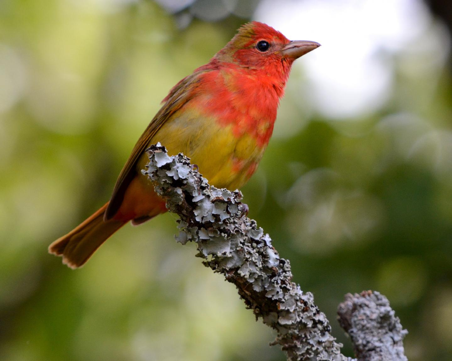 OU Study Uses Novel Data Sources to Demonstrate Seasonality of Bird Migration
