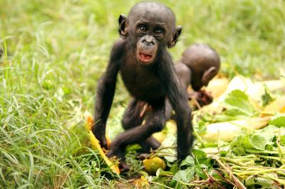 Baby Bonobo Eating Papaya