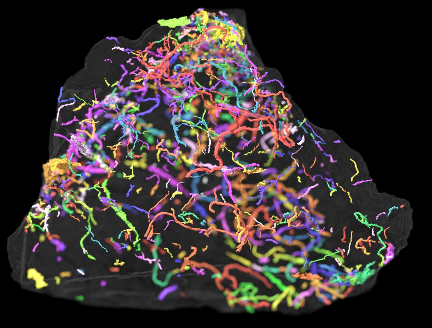 Trace Fossil in Sediment (1 of 2)